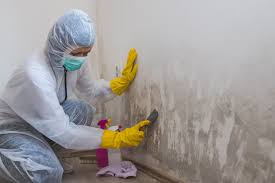 Best Emergency Mold Remediation  in USA